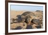 Green Turtle, Ras Al Jinz, Oman.-Sergio Pitamitz-Framed Photographic Print