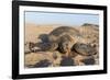 Green Turtle, Ras Al Jinz, Oman.-Sergio Pitamitz-Framed Photographic Print