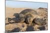 Green Turtle, Ras Al Jinz, Oman.-Sergio Pitamitz-Mounted Photographic Print