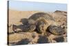 Green Turtle, Ras Al Jinz, Oman.-Sergio Pitamitz-Stretched Canvas