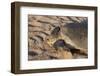 Green Turtle, Ras Al Jinz, Oman.-Sergio Pitamitz-Framed Photographic Print