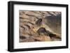 Green Turtle, Ras Al Jinz, Oman.-Sergio Pitamitz-Framed Photographic Print