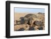 Green Turtle, Ras Al Jinz, Oman.-Sergio Pitamitz-Framed Premium Photographic Print