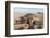 Green Turtle, Ras Al Jinz, Oman.-Sergio Pitamitz-Framed Photographic Print