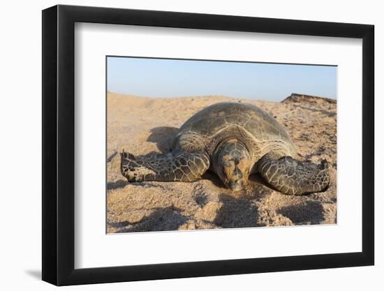 Green Turtle, Ras Al Jinz, Oman.-Sergio Pitamitz-Framed Photographic Print