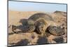 Green Turtle, Ras Al Jinz, Oman.-Sergio Pitamitz-Mounted Photographic Print