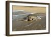 Green Turtle Returning to the Sea-null-Framed Photographic Print