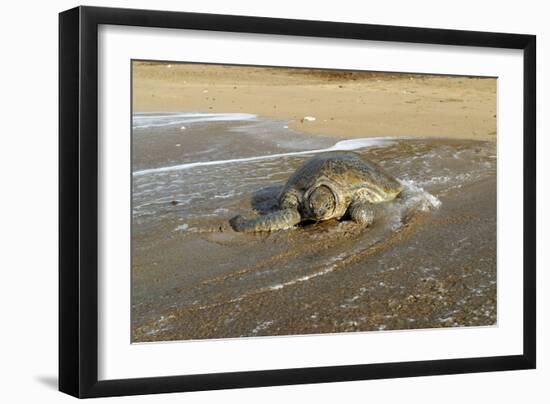 Green Turtle Returning to the Sea-null-Framed Photographic Print