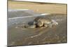Green Turtle Returning to the Sea-null-Mounted Photographic Print