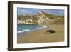 Green Turtle Returning to the Sea-null-Framed Photographic Print