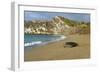 Green Turtle Returning to the Sea-null-Framed Photographic Print