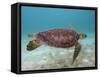 Green Turtle, Sian Ka'An Biosphere Reserve, Quintana Roo, Yucatan Peninsula, Mexico-Pete Oxford-Framed Stretched Canvas