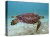 Green Turtle, Sian Ka'An Biosphere Reserve, Quintana Roo, Yucatan Peninsula, Mexico-Pete Oxford-Stretched Canvas