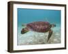 Green Turtle, Sian Ka'An Biosphere Reserve, Quintana Roo, Yucatan Peninsula, Mexico-Pete Oxford-Framed Photographic Print