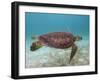 Green Turtle, Sian Ka'An Biosphere Reserve, Quintana Roo, Yucatan Peninsula, Mexico-Pete Oxford-Framed Photographic Print