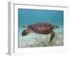 Green Turtle, Sian Ka'An Biosphere Reserve, Quintana Roo, Yucatan Peninsula, Mexico-Pete Oxford-Framed Photographic Print