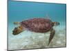 Green Turtle, Sian Ka'An Biosphere Reserve, Quintana Roo, Yucatan Peninsula, Mexico-Pete Oxford-Mounted Photographic Print