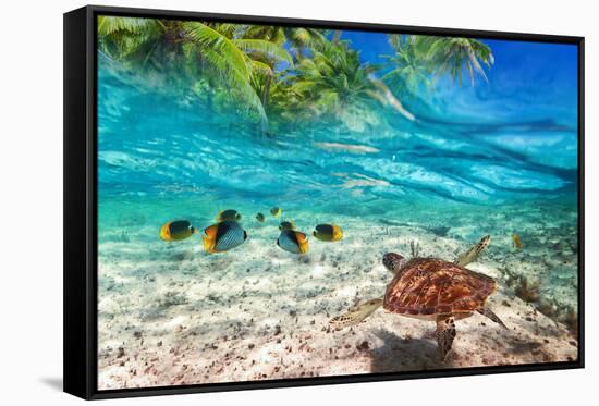 Green Turtle Swimming at Tropical Island of Caribbean Sea-Patryk Kosmider-Framed Stretched Canvas