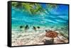 Green Turtle Swimming at Tropical Island of Caribbean Sea-Patryk Kosmider-Framed Stretched Canvas