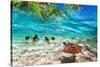 Green Turtle Swimming at Tropical Island of Caribbean Sea-Patryk Kosmider-Stretched Canvas