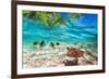 Green Turtle Swimming at Tropical Island of Caribbean Sea-Patryk Kosmider-Framed Photographic Print