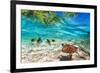 Green Turtle Swimming at Tropical Island of Caribbean Sea-Patryk Kosmider-Framed Photographic Print