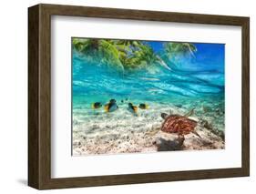 Green Turtle Swimming at Tropical Island of Caribbean Sea-Patryk Kosmider-Framed Photographic Print