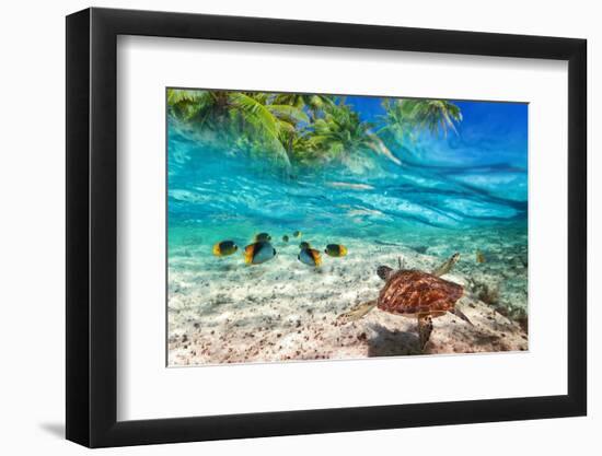 Green Turtle Swimming at Tropical Island of Caribbean Sea-Patryk Kosmider-Framed Photographic Print