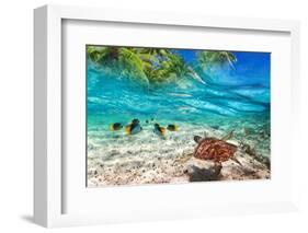Green Turtle Swimming at Tropical Island of Caribbean Sea-Patryk Kosmider-Framed Photographic Print