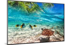 Green Turtle Swimming at Tropical Island of Caribbean Sea-Patryk Kosmider-Mounted Photographic Print