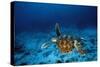 Green Turtle Swimming Underwater-null-Stretched Canvas