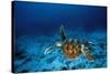 Green Turtle Swimming Underwater-null-Stretched Canvas