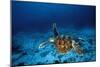 Green Turtle Swimming Underwater-null-Mounted Photographic Print