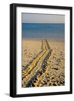 Green Turtle Tracks-null-Framed Photographic Print