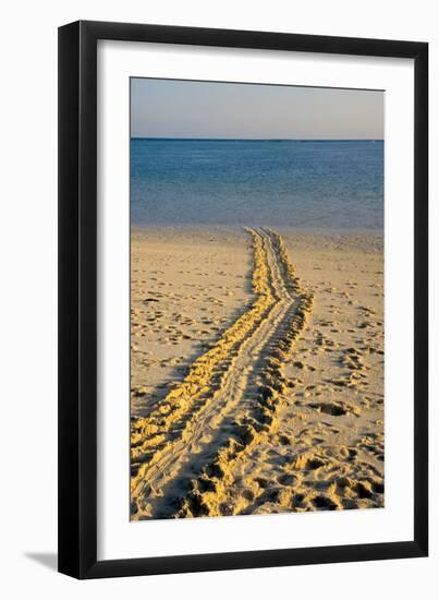 Green Turtle Tracks-null-Framed Photographic Print