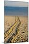 Green Turtle Tracks-null-Mounted Photographic Print