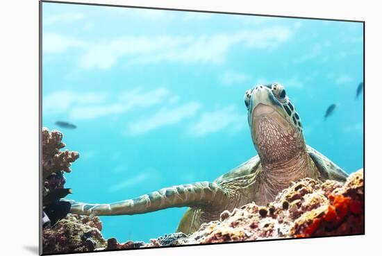 Green Turtle Underwater Close-Up. Sipadan. Celebes Sea-GoodOlga-Mounted Photographic Print
