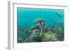 Green turtle visiting a cleaning station, Galapagos-Tui De Roy-Framed Photographic Print