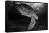 Green turtle with rays of sunlight, black and white image, Akumal, Caribbean Sea, Mexico, July-Claudio Contreras-Framed Stretched Canvas