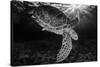 Green turtle with rays of sunlight, black and white image, Akumal, Caribbean Sea, Mexico, July-Claudio Contreras-Stretched Canvas