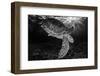 Green turtle with rays of sunlight, black and white image, Akumal, Caribbean Sea, Mexico, July-Claudio Contreras-Framed Photographic Print