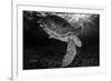 Green turtle with rays of sunlight, black and white image, Akumal, Caribbean Sea, Mexico, July-Claudio Contreras-Framed Photographic Print