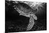 Green turtle with rays of sunlight, black and white image, Akumal, Caribbean Sea, Mexico, July-Claudio Contreras-Mounted Photographic Print