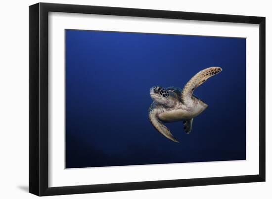 Green Turtle-Barathieu Gabriel-Framed Giclee Print