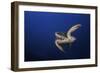 Green Turtle-Barathieu Gabriel-Framed Giclee Print