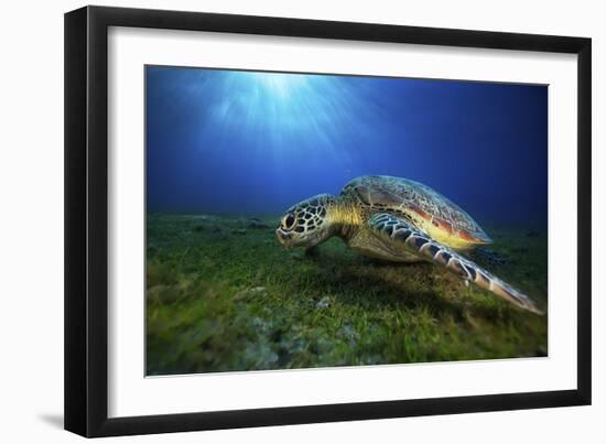 Green Turtle-Barathieu Gabriel-Framed Giclee Print