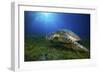 Green Turtle-Barathieu Gabriel-Framed Giclee Print