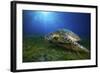 Green Turtle-Barathieu Gabriel-Framed Giclee Print