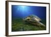 Green Turtle-Barathieu Gabriel-Framed Giclee Print