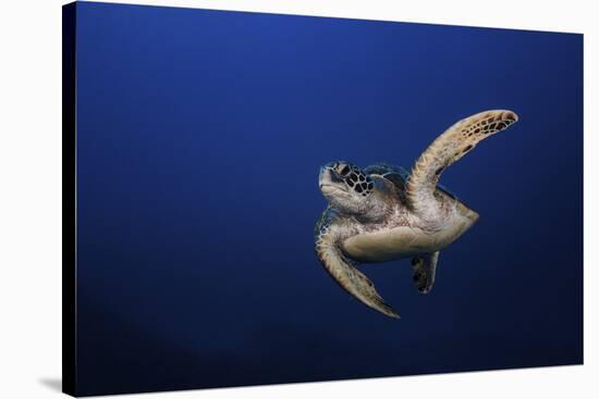 Green Turtle-Barathieu Gabriel-Stretched Canvas